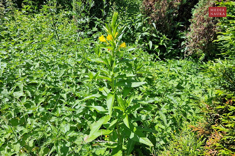 wiesiołek dwuletni, nocna świeca (Oenothera biennis)