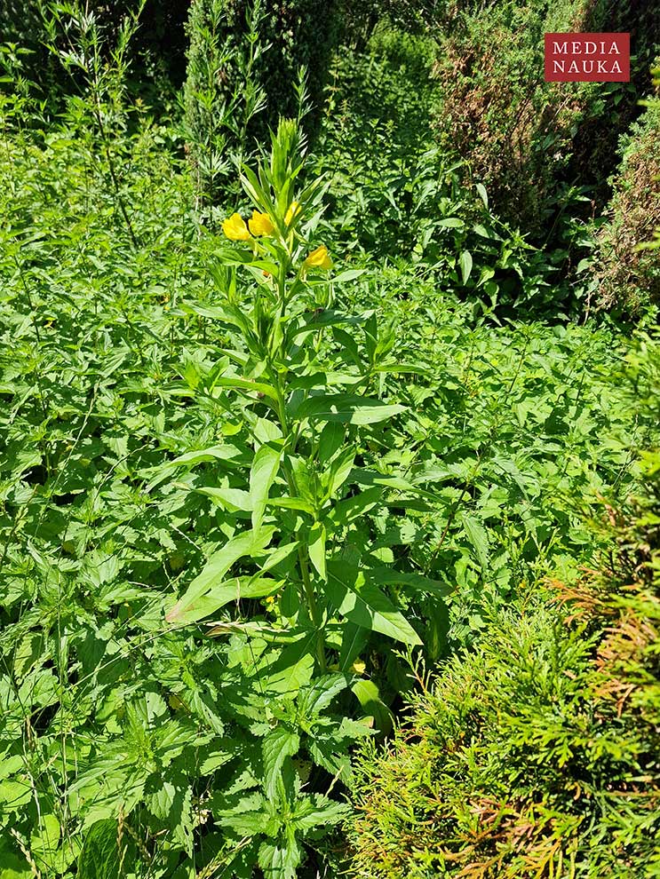 wiesiołek dwuletni, nocna świeca (Oenothera biennis)