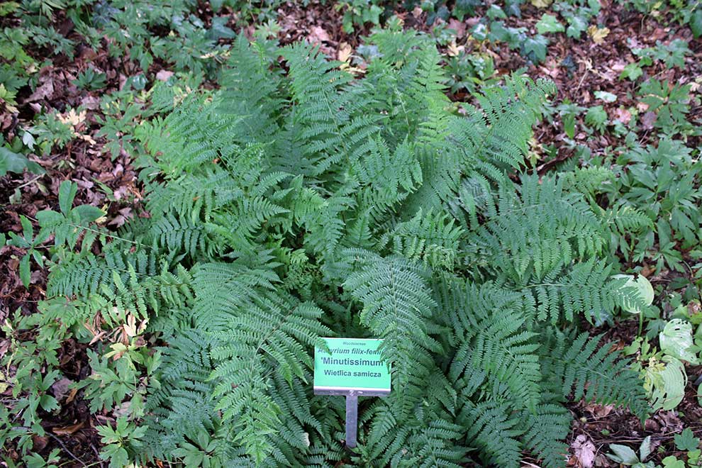 wietlica samicza (Athyrium filix-femina)