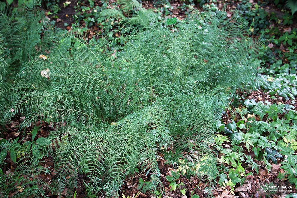 wietlica samicza (Athyrium filix-femina)
