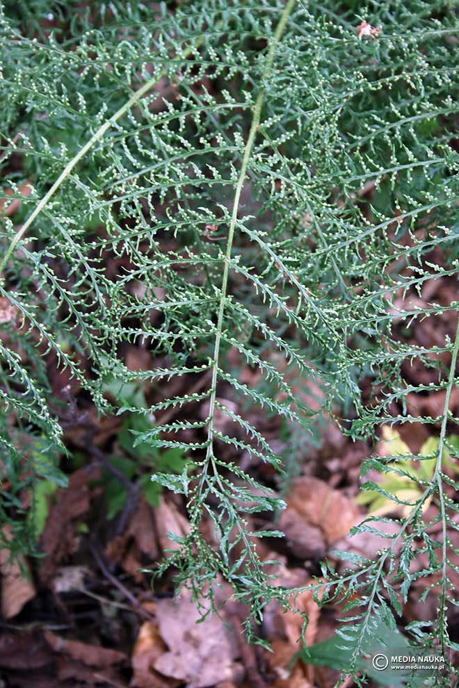 wietlica samicza (Athyrium filix-femina)