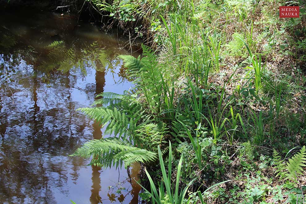 wietlica samicza (Athyrium filix-femina)