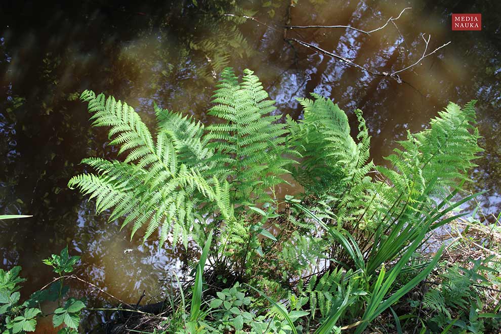 wietlica samicza (Athyrium filix-femina)