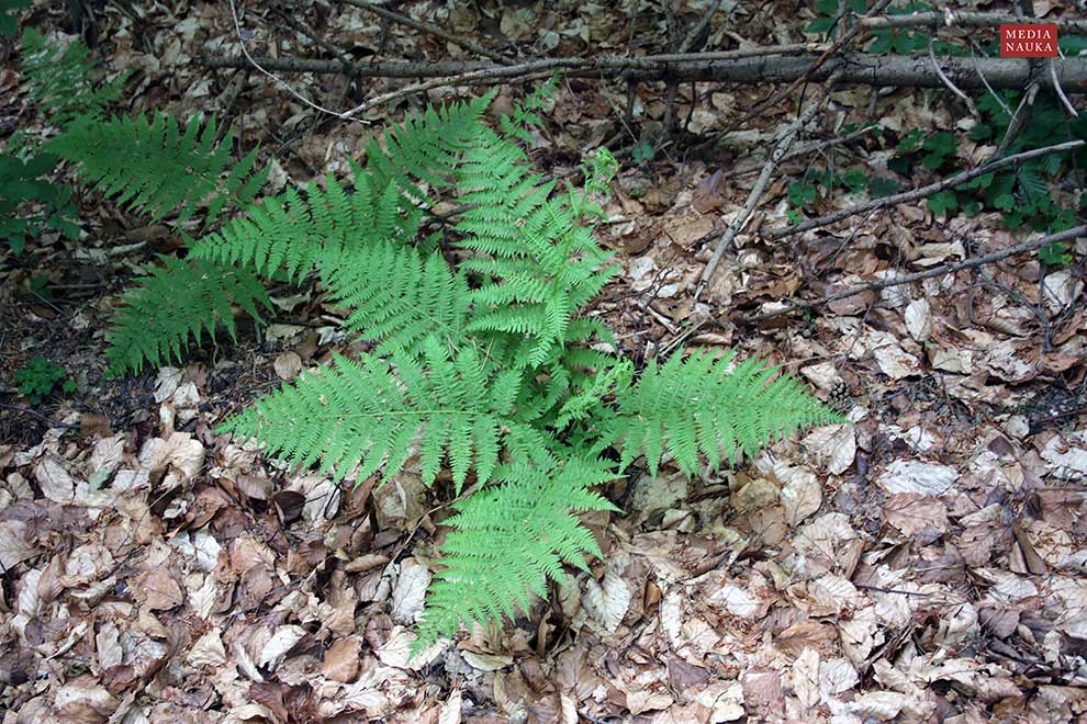wietlica samicza (Athyrium filix-femina)