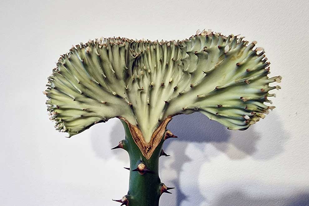 wilczomlecz mleczny (Euphorbia lactea)
