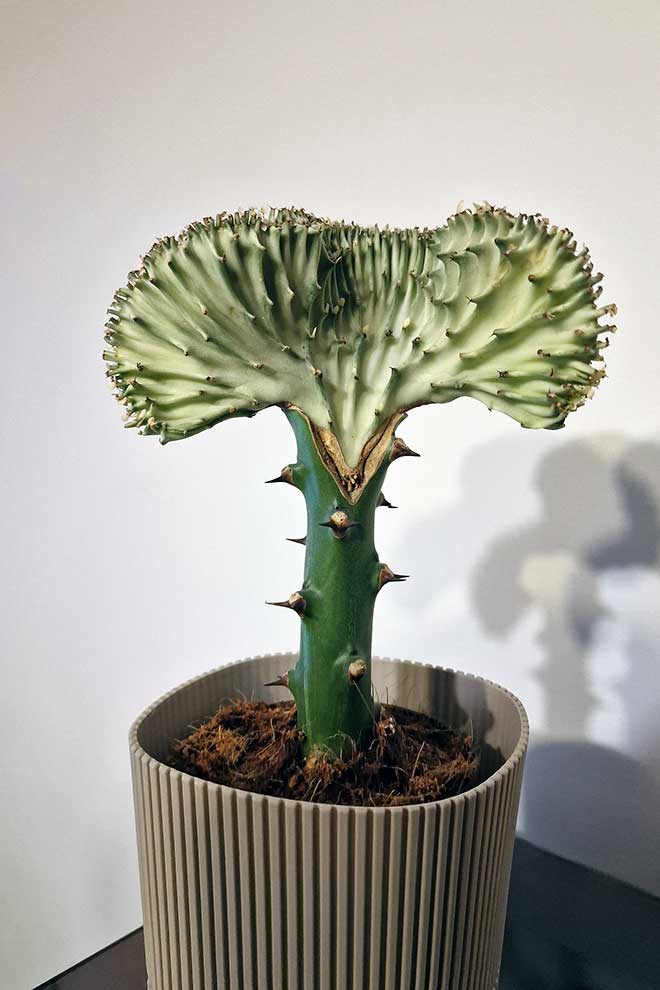 wilczomlecz mleczny (Euphorbia lactea)