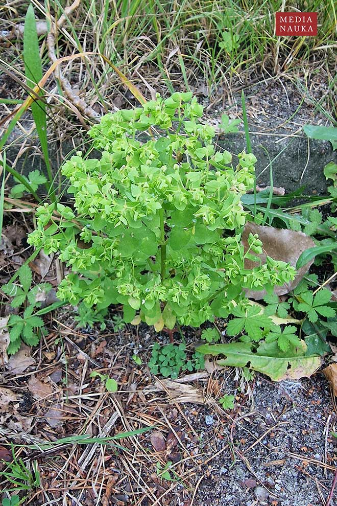 wilczomlecz ogrodowy (Euphorbia peplus)