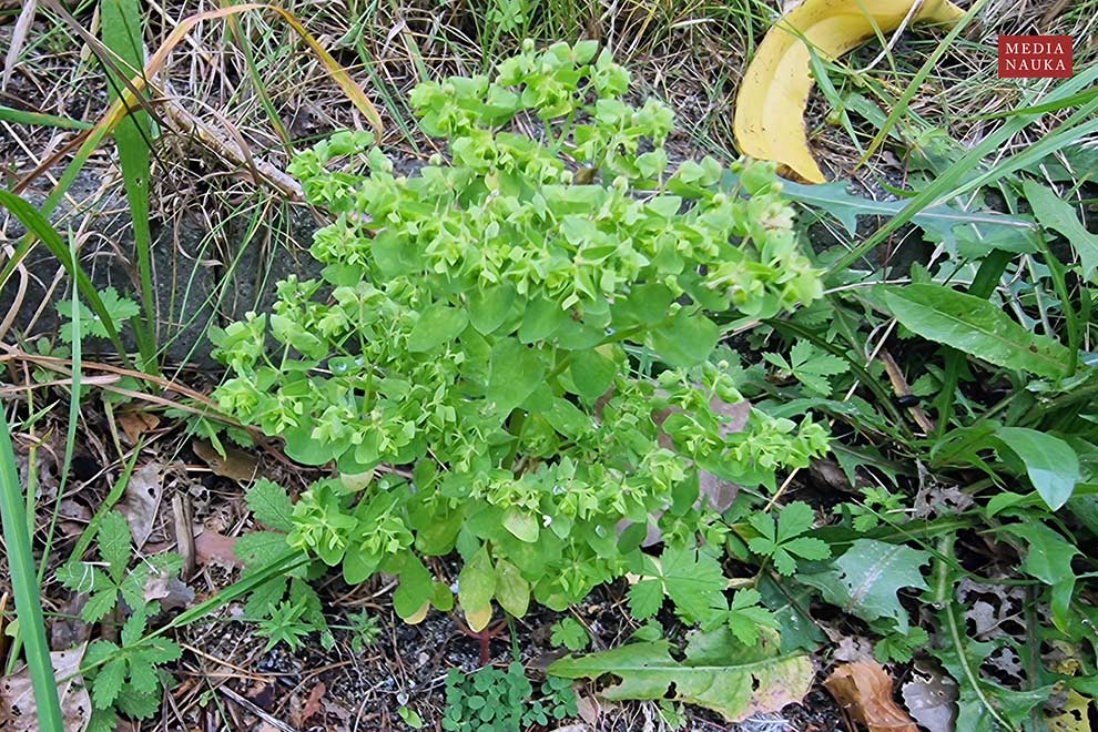 wilczomlecz ogrodowy (Euphorbia peplus)