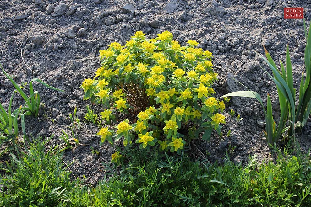wilczomlecz pstry, ostromlecz pstry (Euphorbia epithymoides)