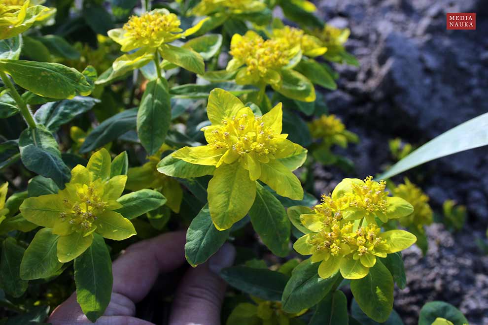 wilczomlecz pstry, ostromlecz pstry (Euphorbia epithymoides)