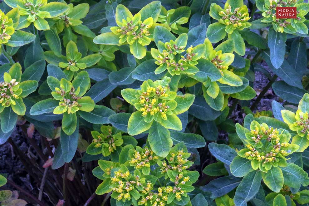 wilczomlecz pstry, ostromlecz pstry (Euphorbia epithymoides)
