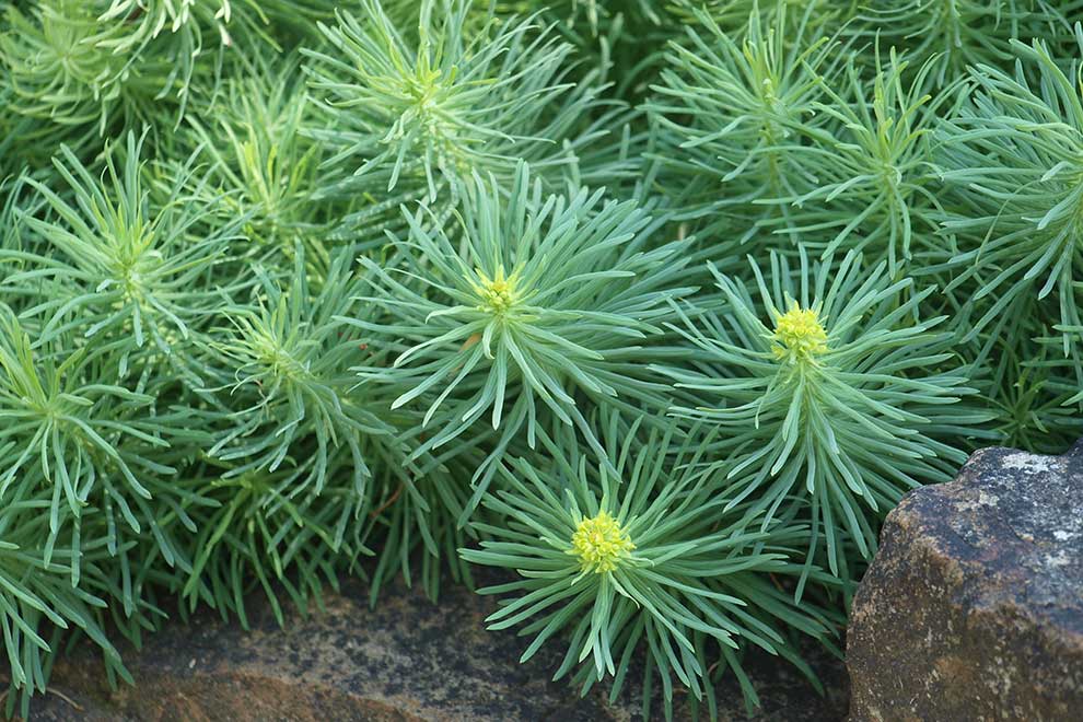 wilczomlecz sosnka (Euphorbia cyparissias)