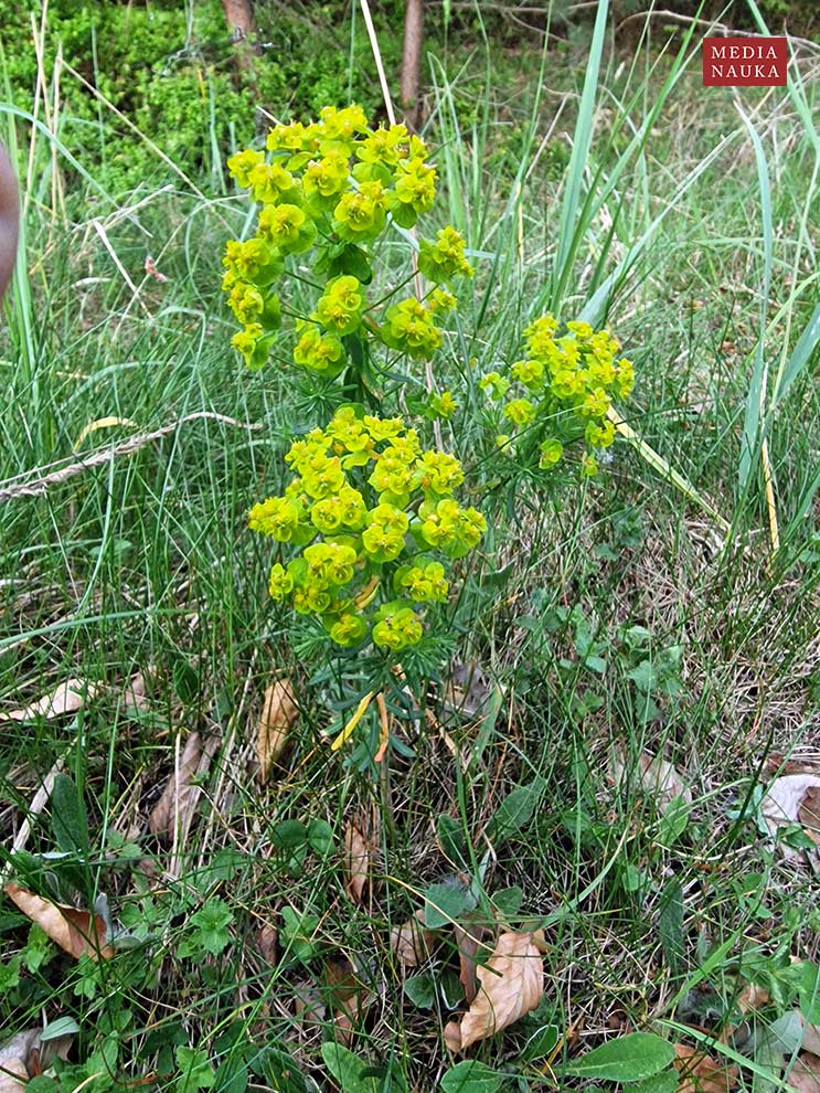 wilczomlecz sosnka (Euphorbia cyparissias)