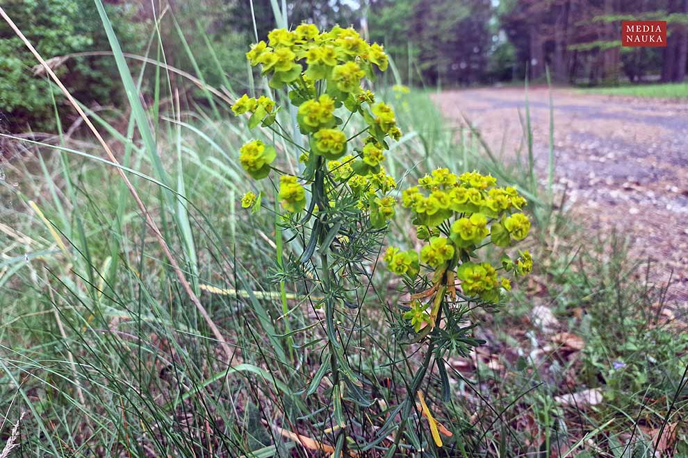wilczomlecz sosnka (Euphorbia cyparissias)