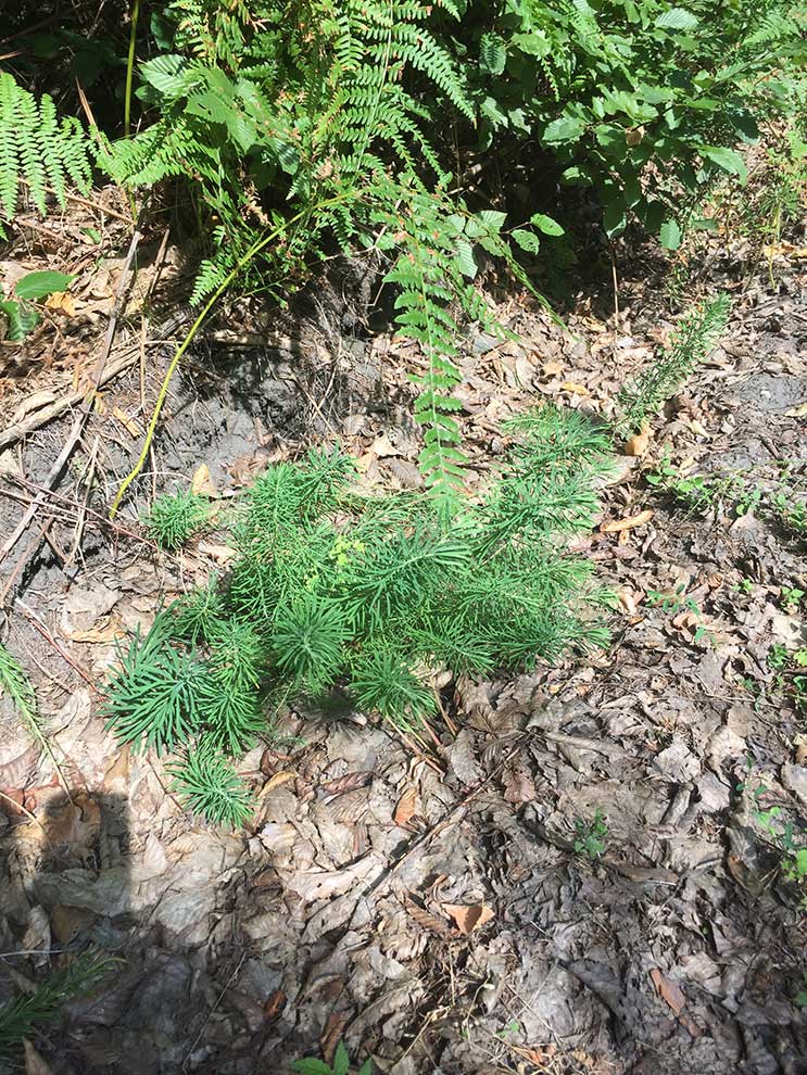 wilczomlecz sosnka (Euphorbia cyparissias)