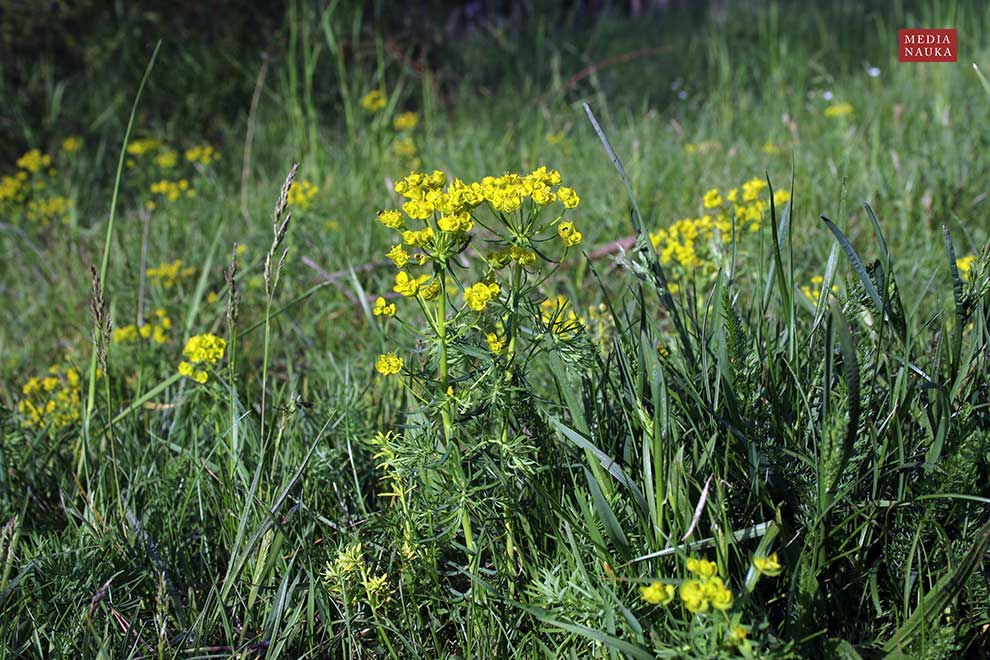 wilczomlecz sosnka (Euphorbia cyparissias)