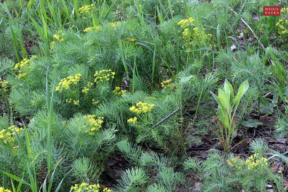 wilczomlecz sosnka (Euphorbia cyparissias)