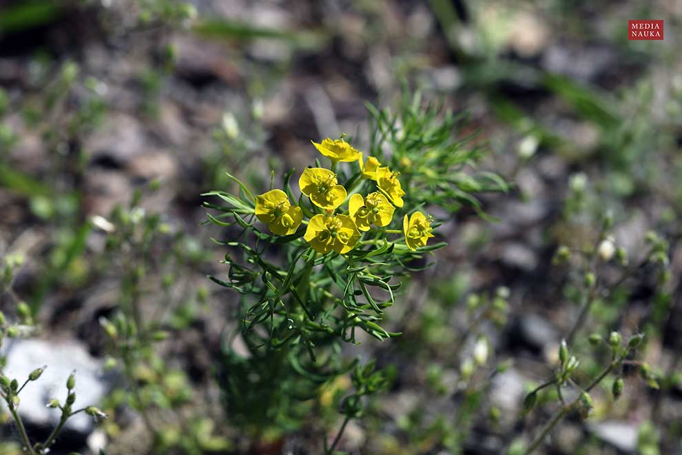 wilczomlecz sosnka (Euphorbia cyparissias)