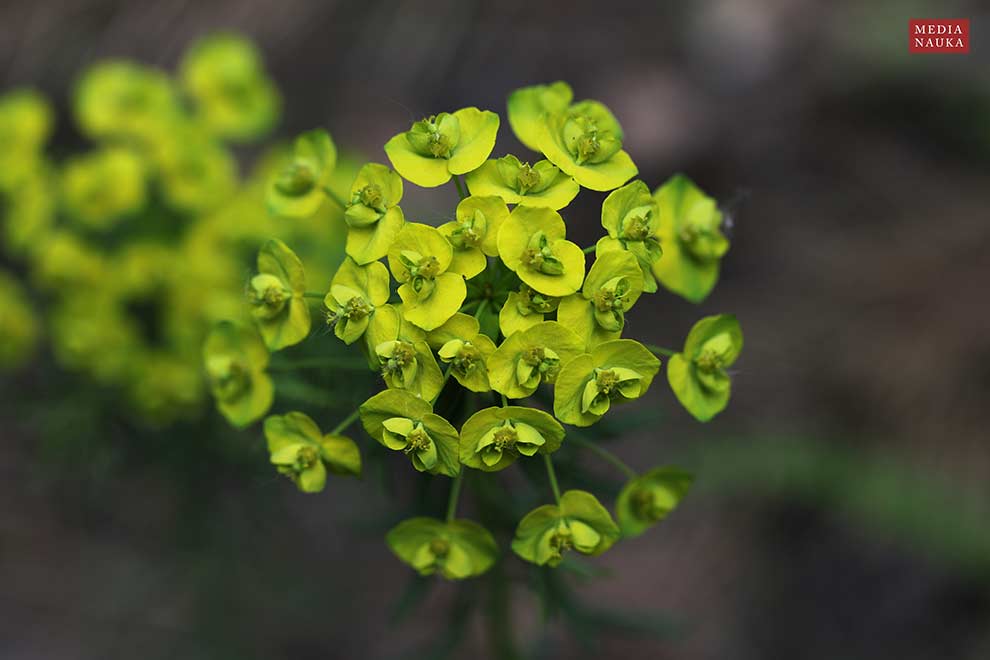 wilczomlecz sosnka (Euphorbia cyparissias)