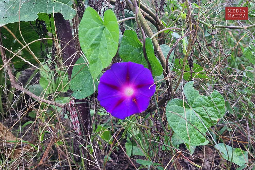 wilec purpurowy (Ipomoea purpurea)