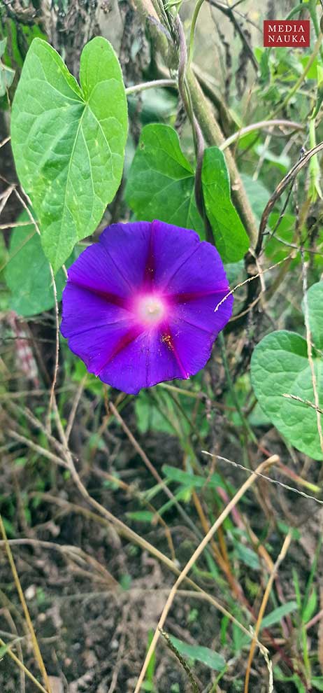 wilec purpurowy (Ipomoea purpurea)