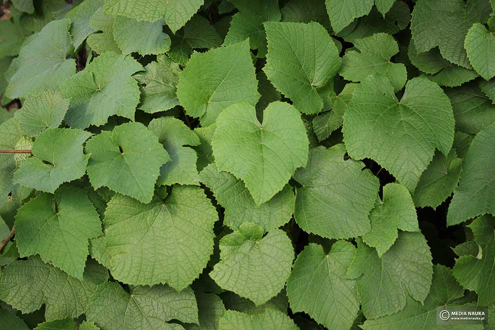 winorośl amurska (Vitis amurensis)
