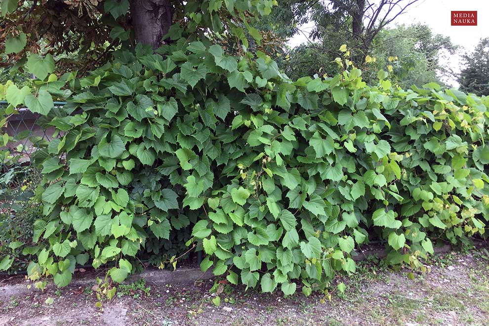winorośl pachnąca, winorośl przybrzeżna (Vitis vulpina)