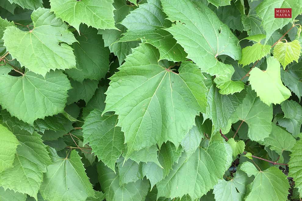 winorośl pachnąca, winorośl przybrzeżna (Vitis vulpina)