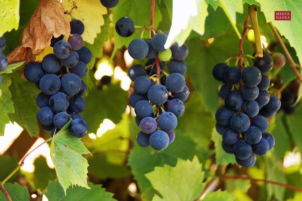 winorośl właściwa (Vitis vinifera)