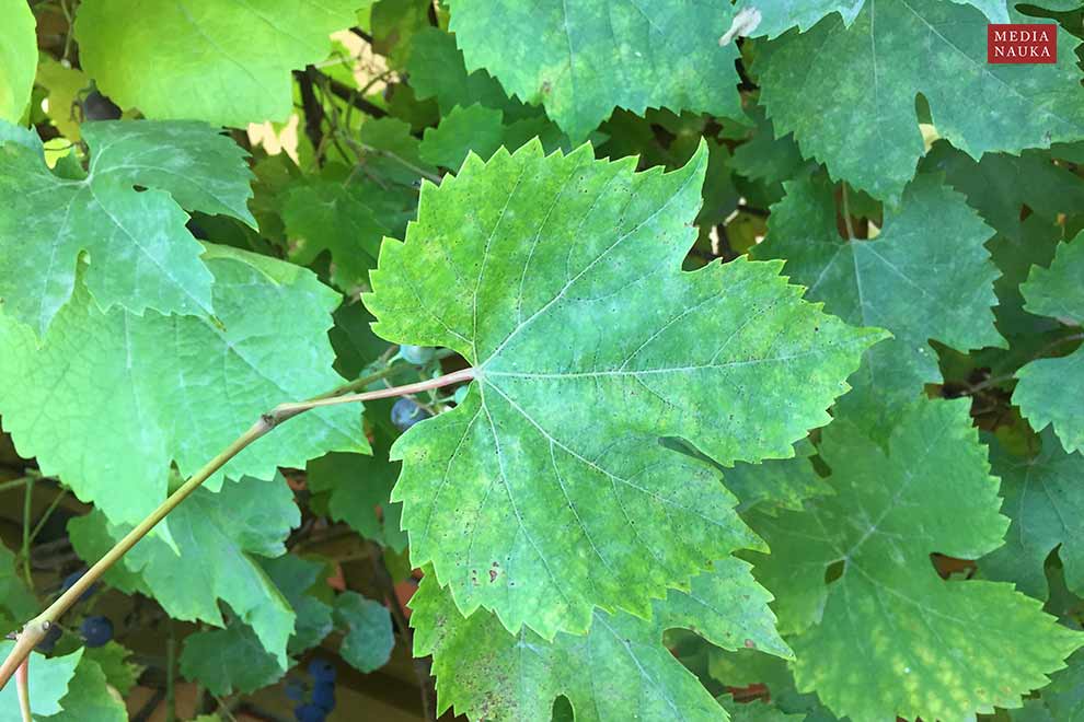 winorośl właściwa (Vitis vinifera)