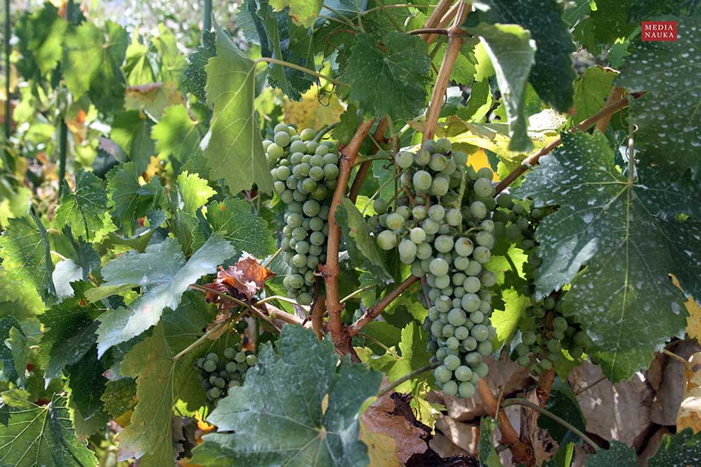 winorośl właściwa (Vitis vinifera)