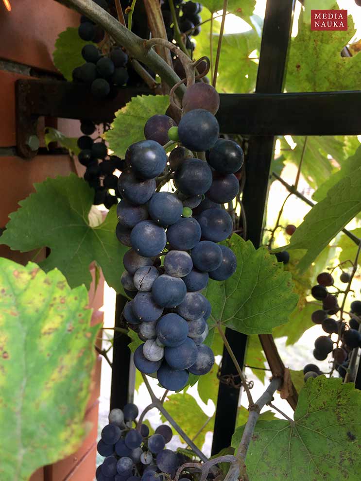 winorośl właściwa (Vitis vinifera)