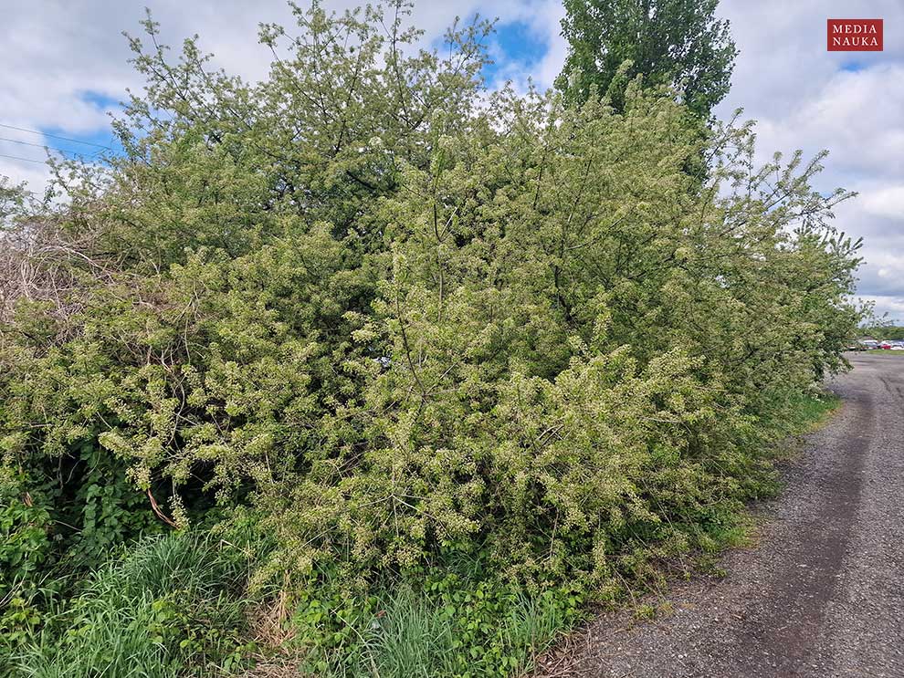 wiśnia wonna, antypka (Prunus mahaleb)