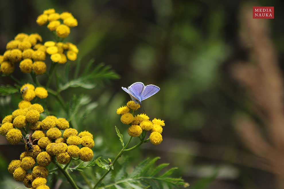 wrotycz zwyczajny, wrotycz pospolity (Tanacetum vulgare)