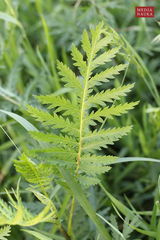 wrotycz zwyczajny, wrotycz pospolity (Tanacetum vulgare)