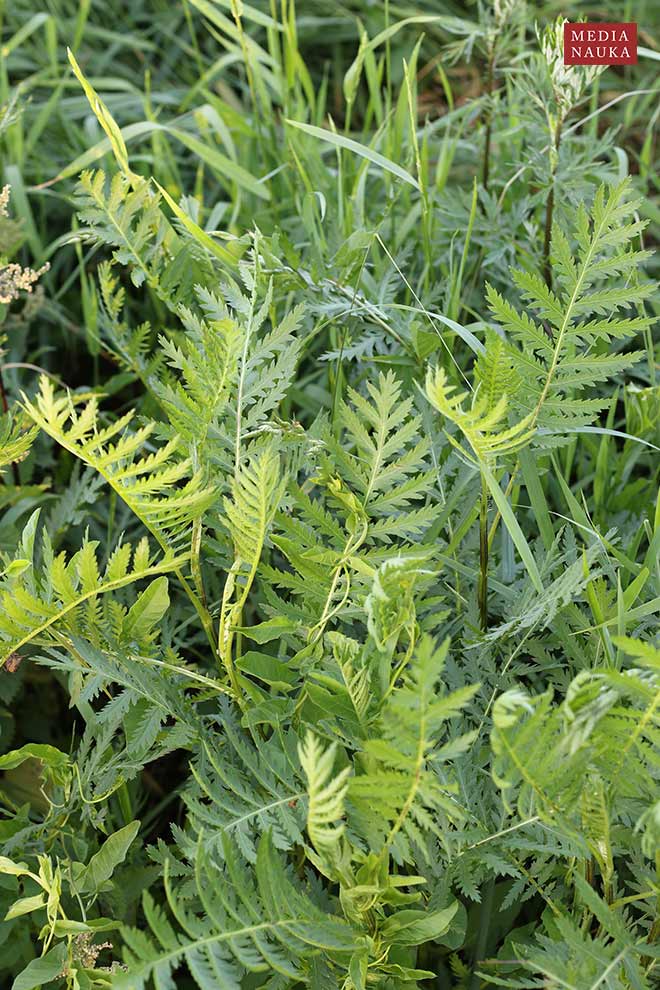 wrotycz zwyczajny, wrotycz pospolity (Tanacetum vulgare)