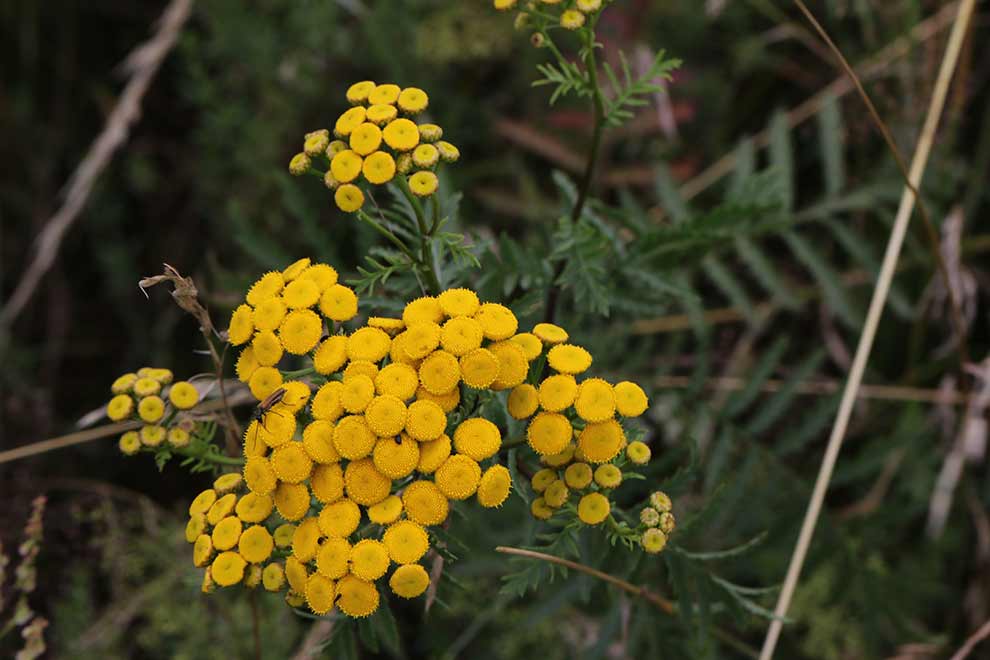 wrotycz zwyczajny, wrotycz pospolity (Tanacetum vulgare)