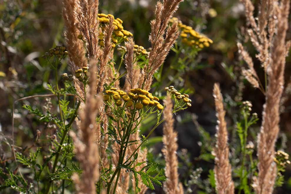 wrotycz zwyczajny, wrotycz pospolity (Tanacetum vulgare)