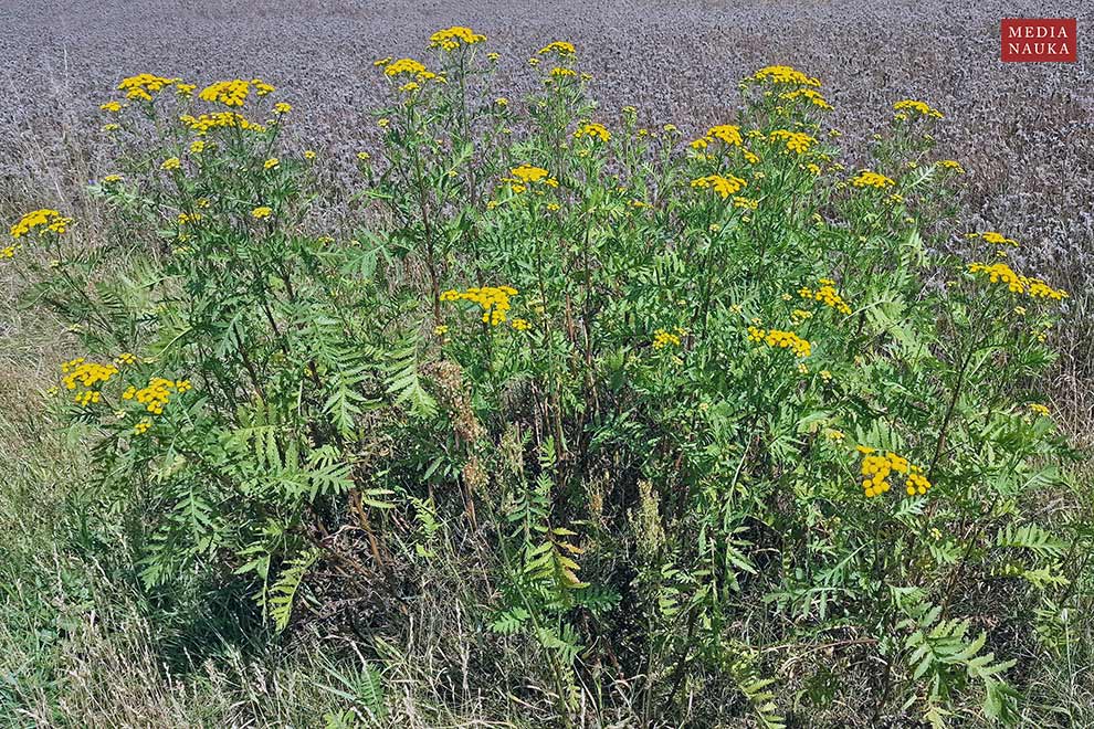 wrotycz zwyczajny, wrotycz pospolity (Tanacetum vulgare)