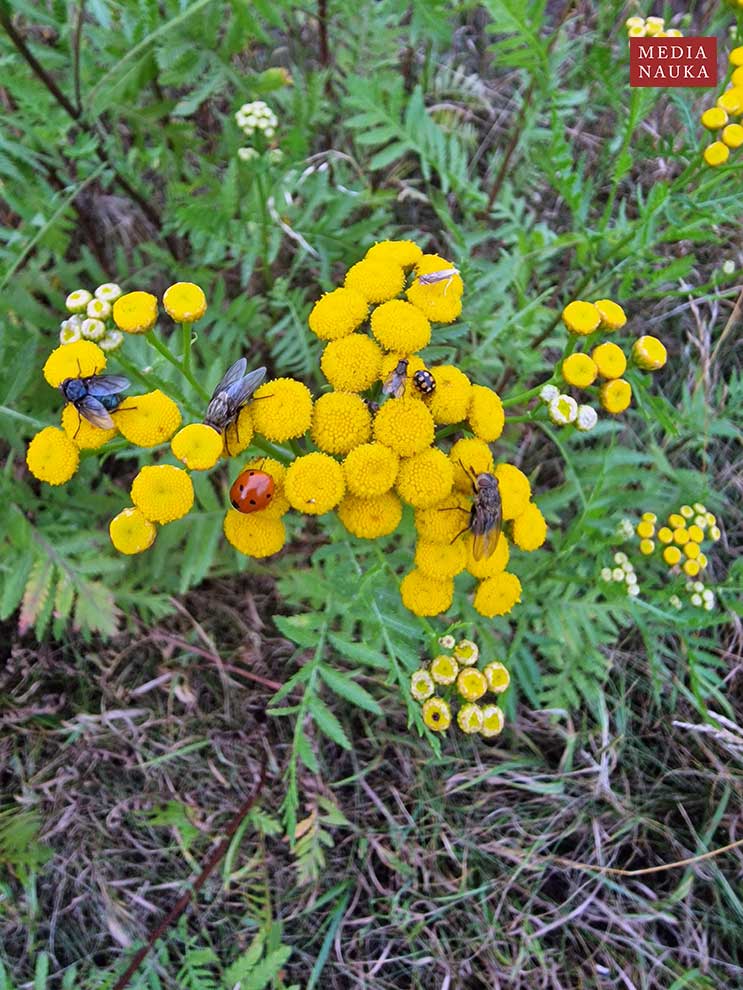 wrotycz zwyczajny, wrotycz pospolity (Tanacetum vulgare)