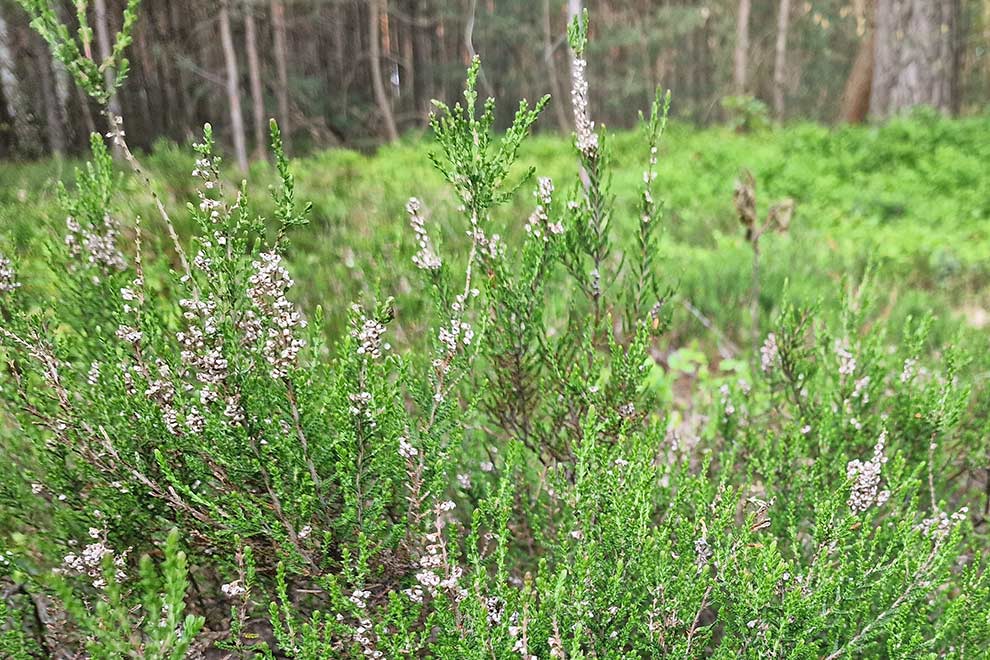 wrzos zwyczajny (Calluna vulgaris)