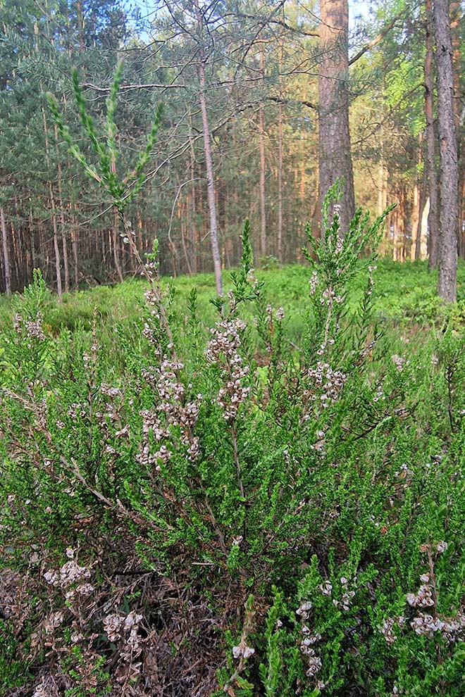 wrzos zwyczajny (Calluna vulgaris)