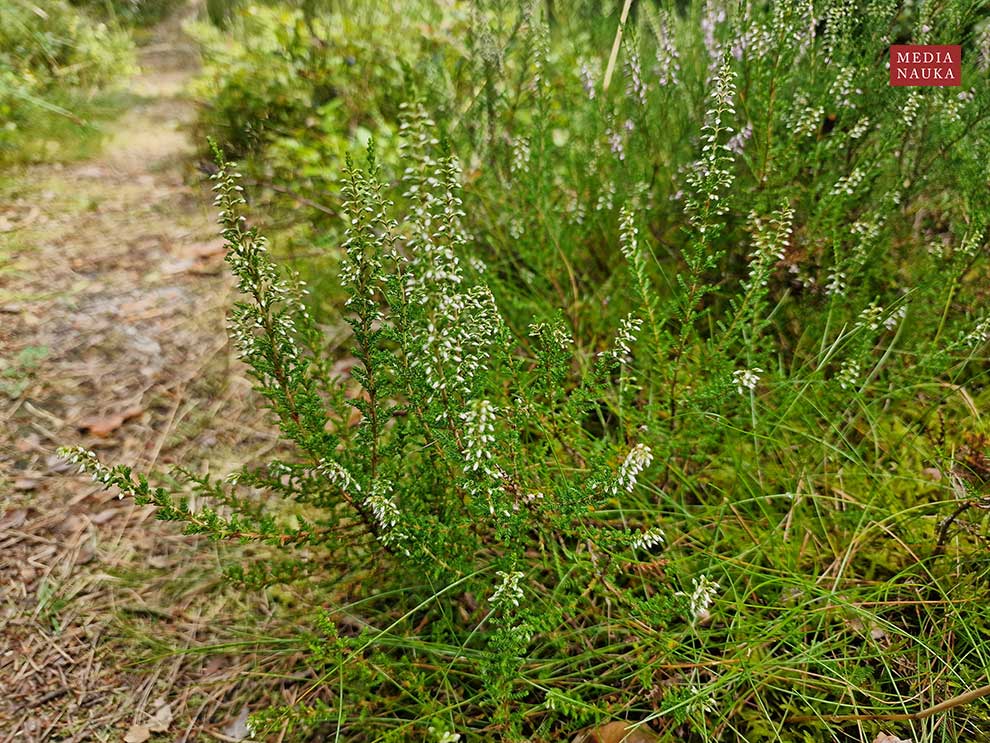 wrzos zwyczajny (Calluna vulgaris)