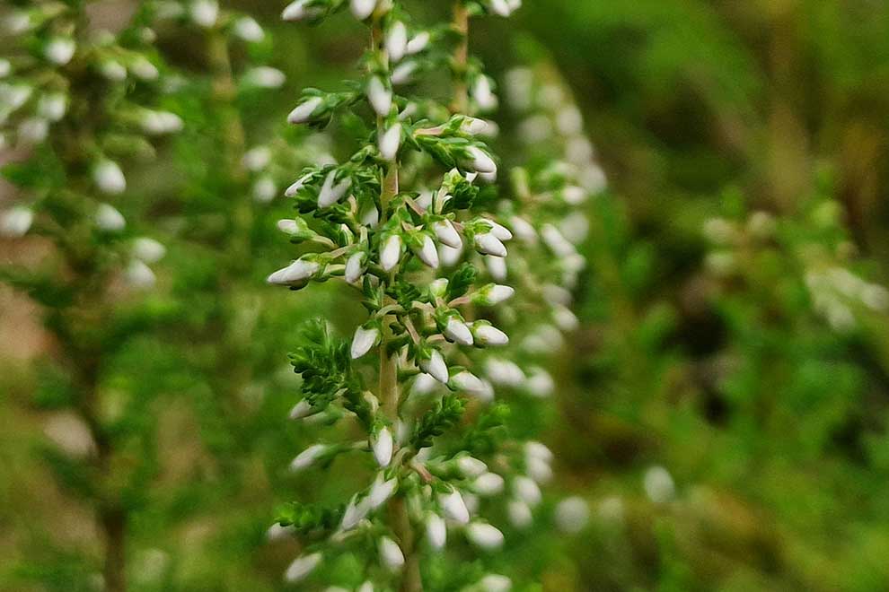 wrzos zwyczajny (Calluna vulgaris)