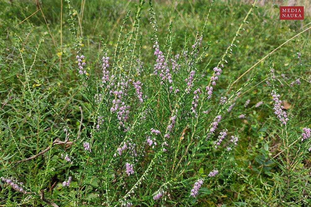 wrzos zwyczajny (Calluna vulgaris)