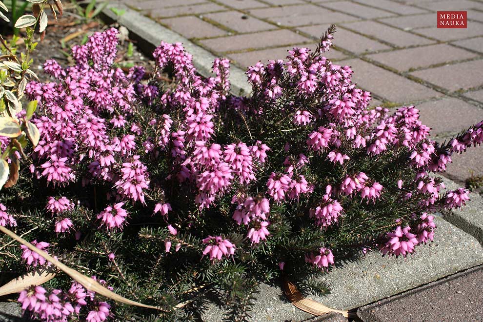 wrzosiec krwisty, wrzosiec czerwony (Erica carnea)