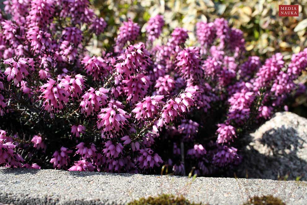 wrzosiec krwisty, wrzosiec czerwony (Erica carnea)