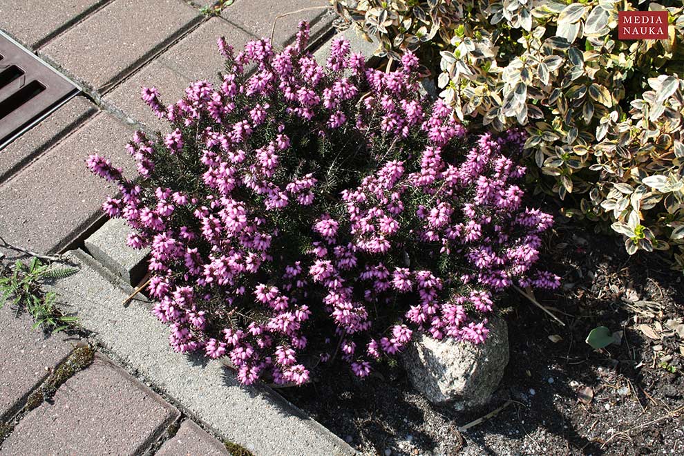 wrzosiec krwisty, wrzosiec czerwony (Erica carnea)