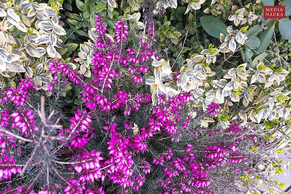 wrzosiec krwisty, wrzosiec czerwony (Erica carnea)