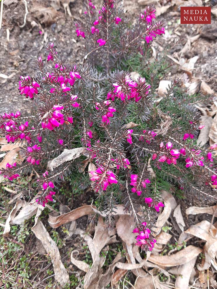 wrzosiec krwisty, wrzosiec czerwony (Erica carnea)
